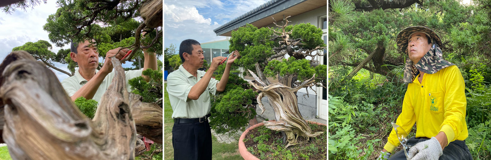 柏樂園真柏盆栽