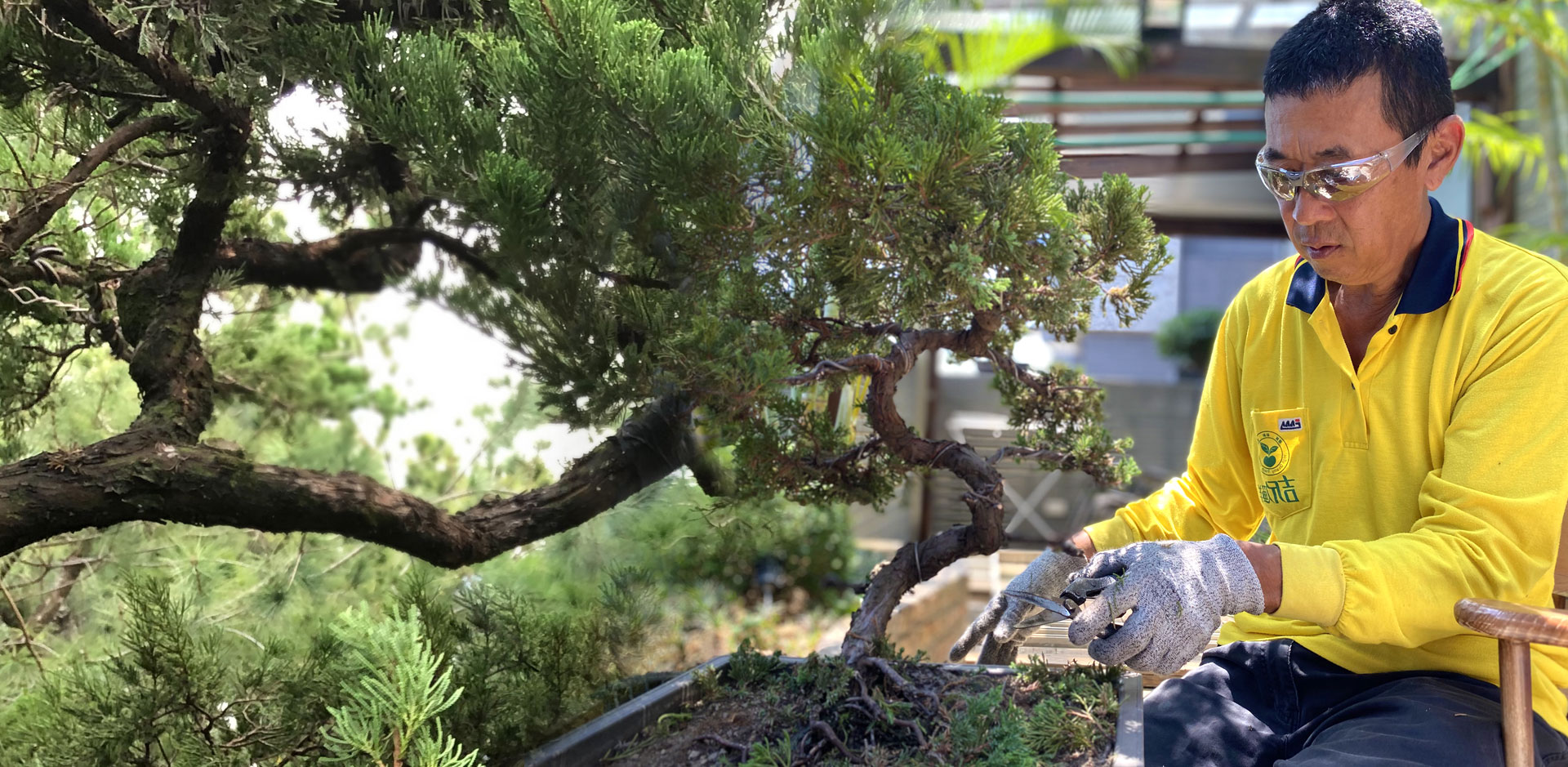 柏樂園真柏盆栽