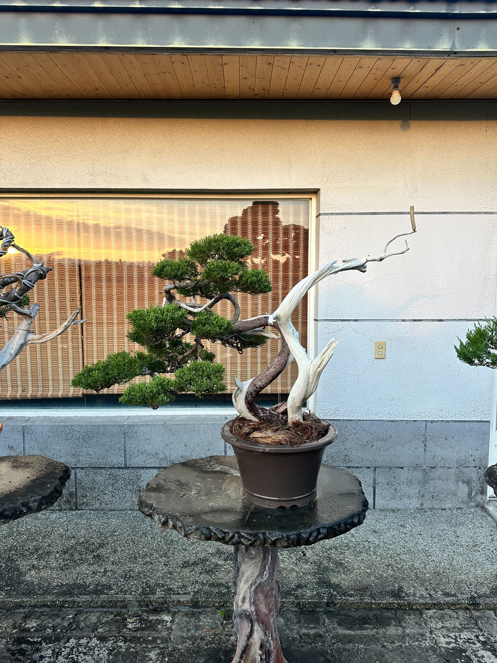 雲林真柏盆栽作品