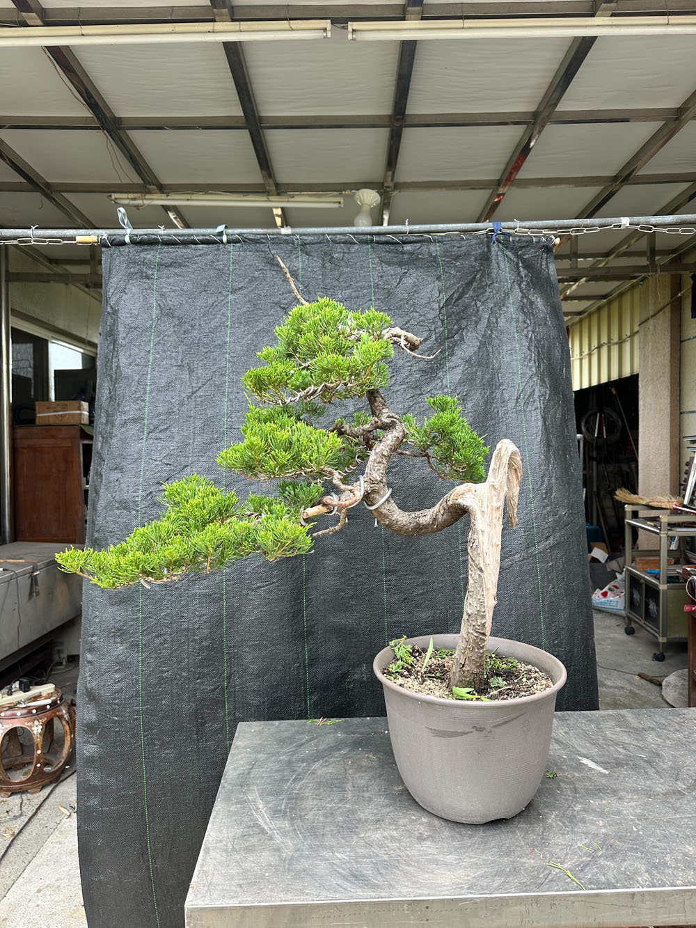 雲林真柏盆栽作品