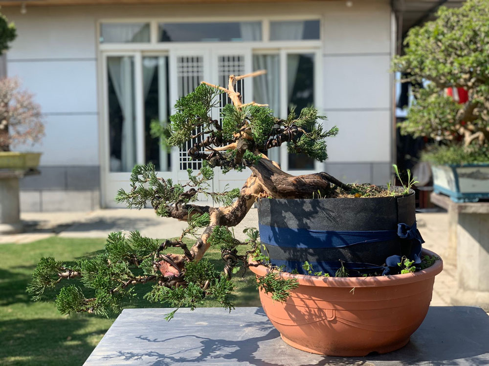 雲林真柏盆栽作品