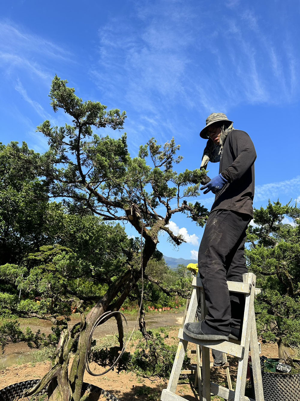 陽明山外場施作真柏庭園樹