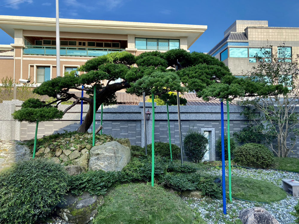 台北外場真柏維護