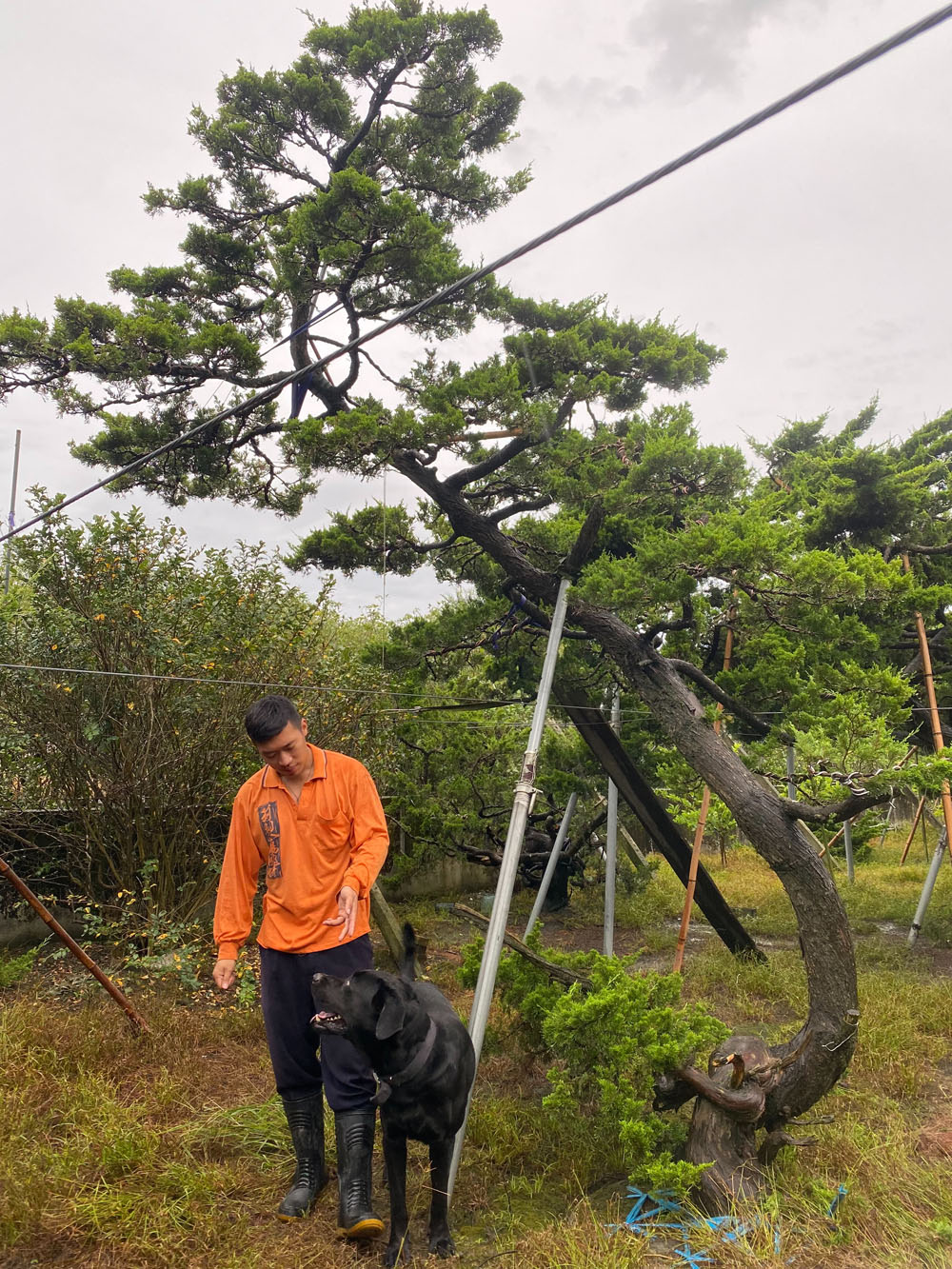 大型庭院樹創作設計