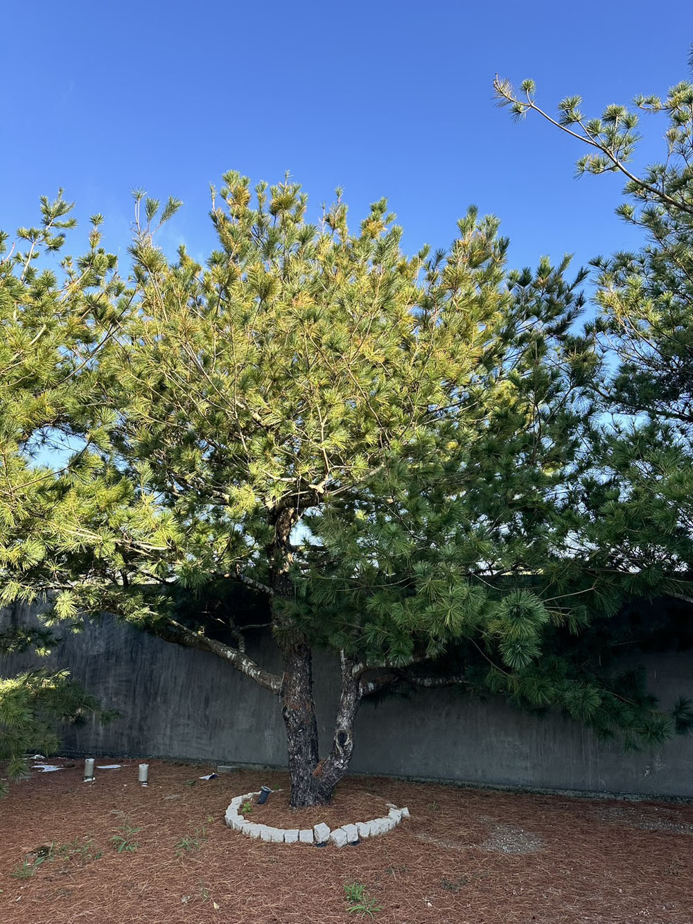 嘉義大林五葉松整理