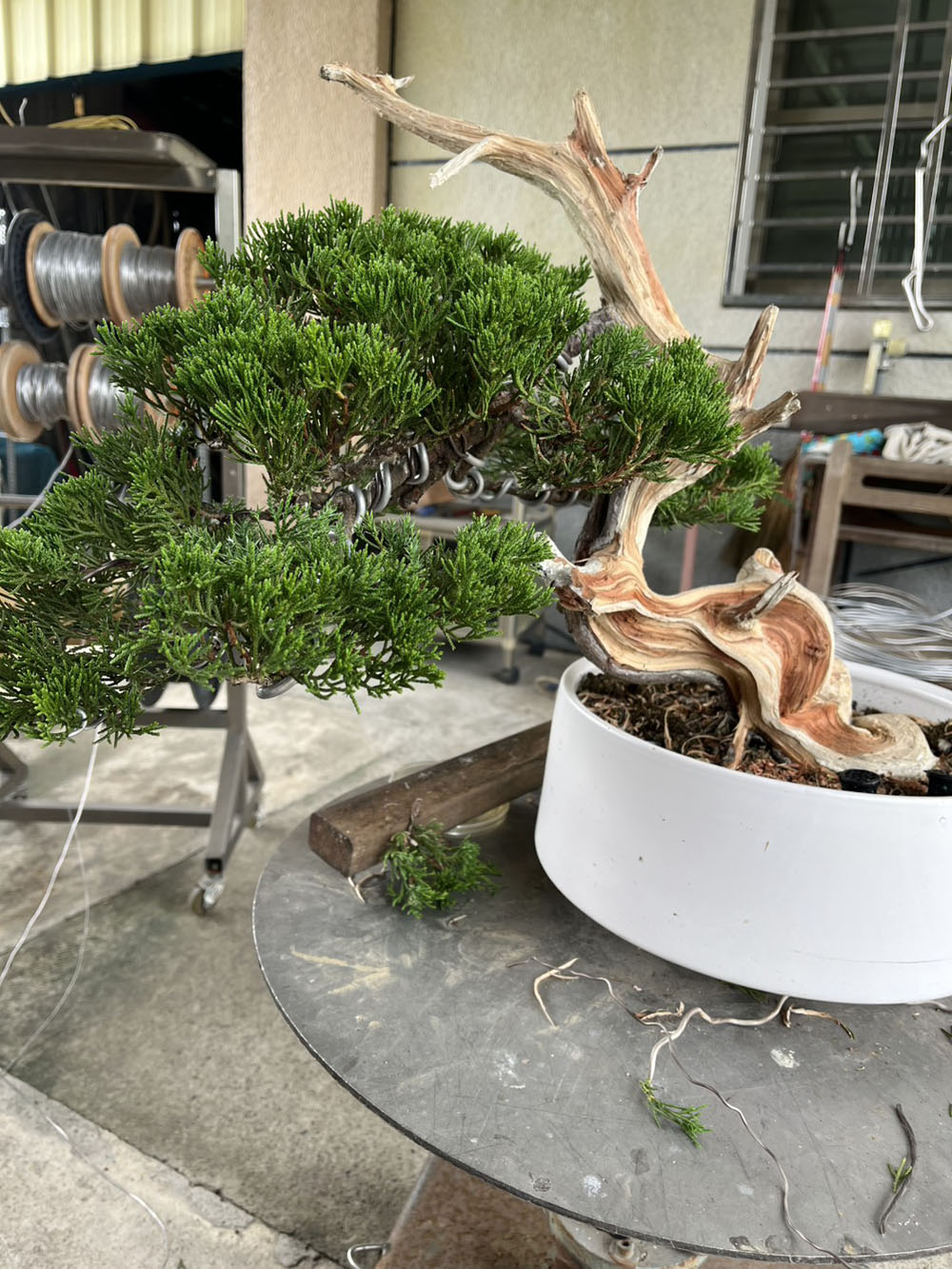 雲林真柏代客雕刻舍利