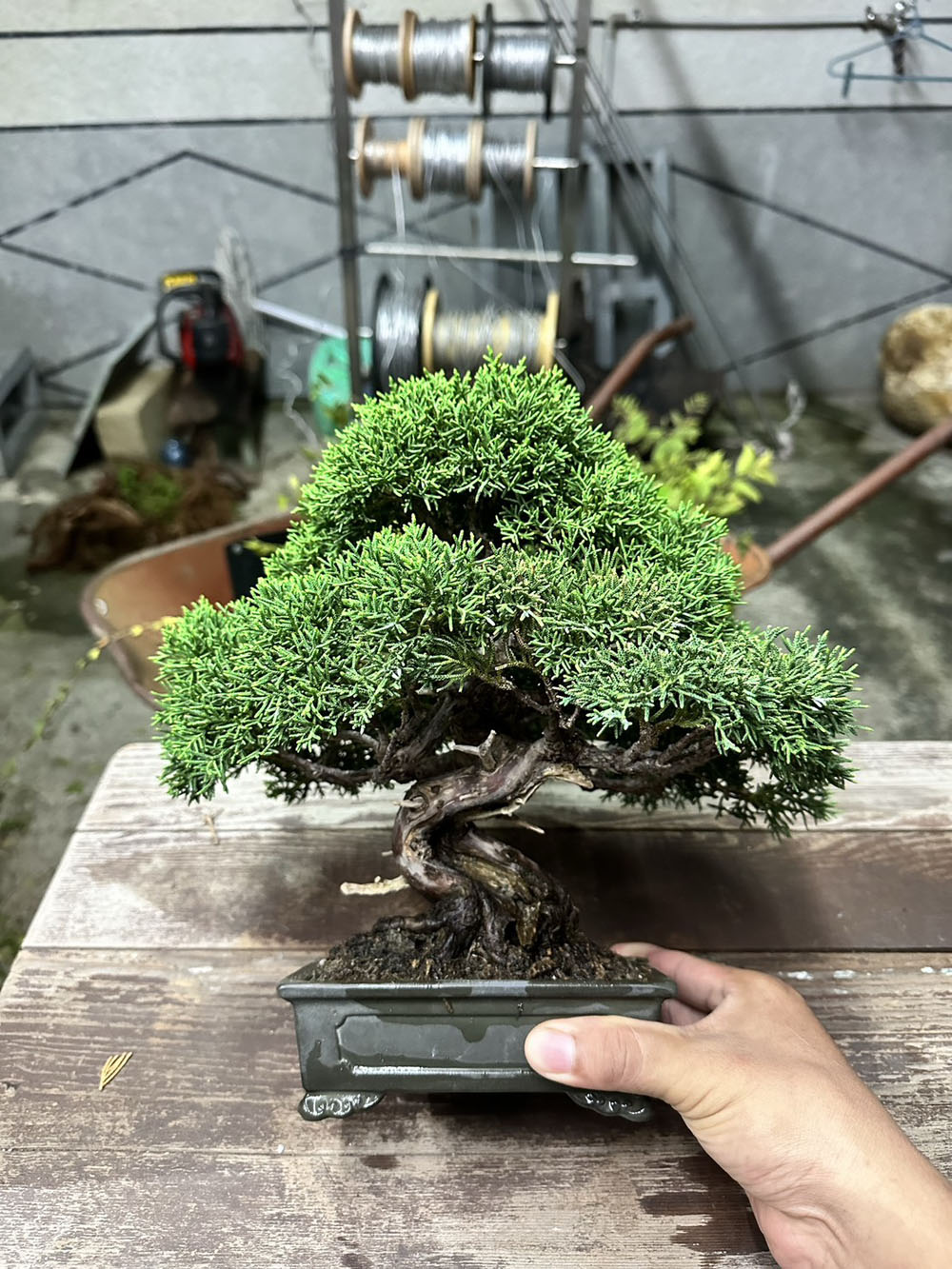 雲林代客整理真柏盆栽