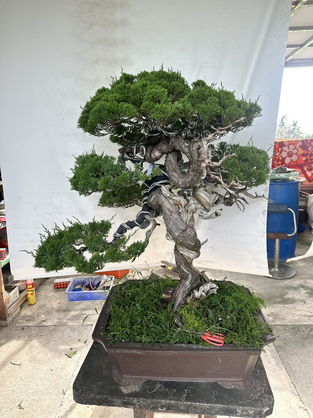 雲林真柏盆栽代客修整