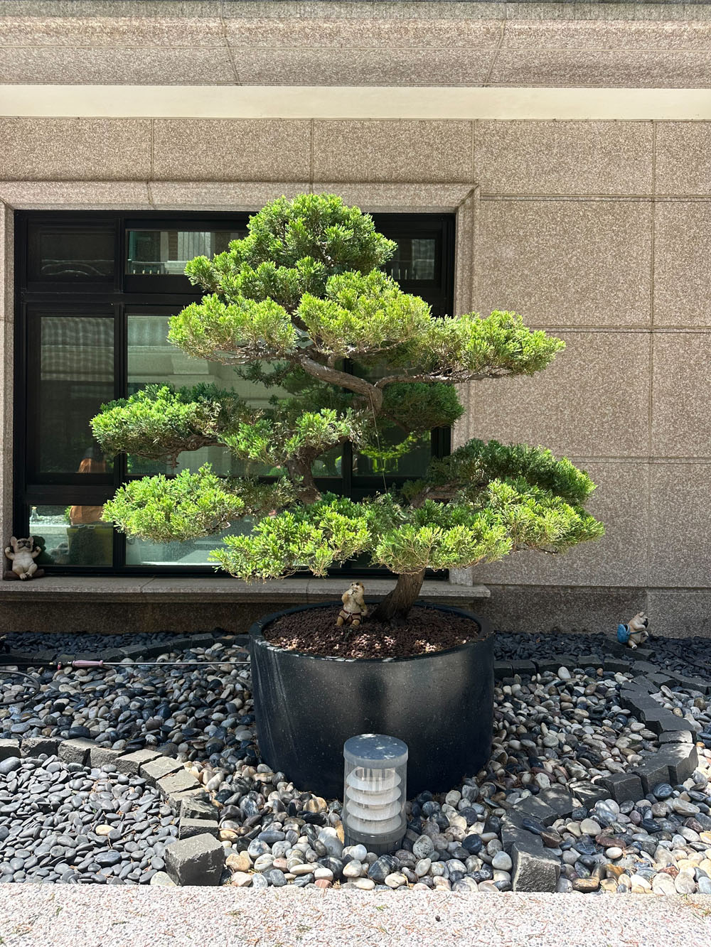 桃園真柏庭園樹代客整理