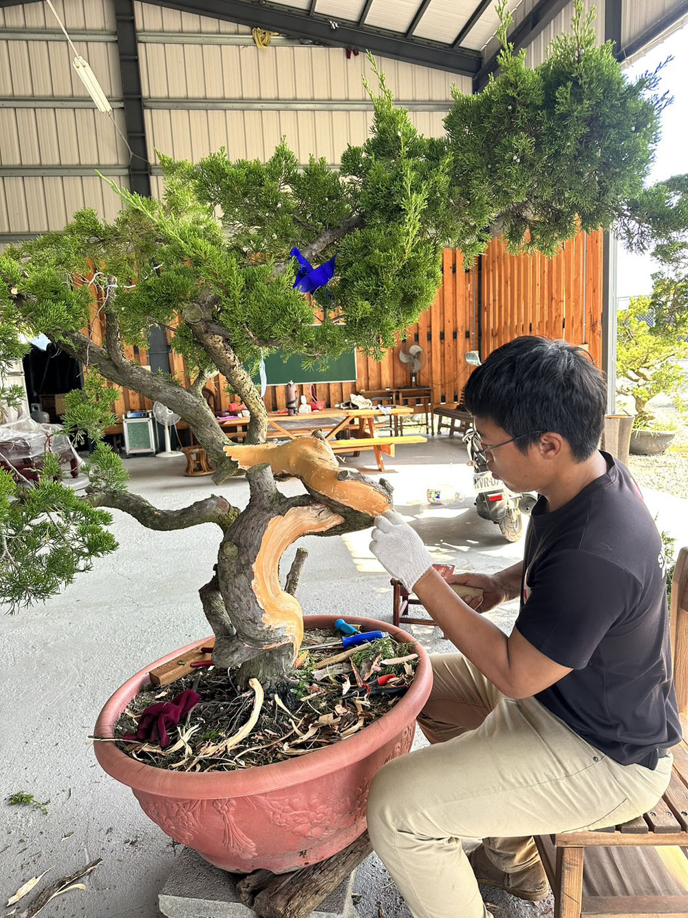 真柏雕刻舍利日常創作