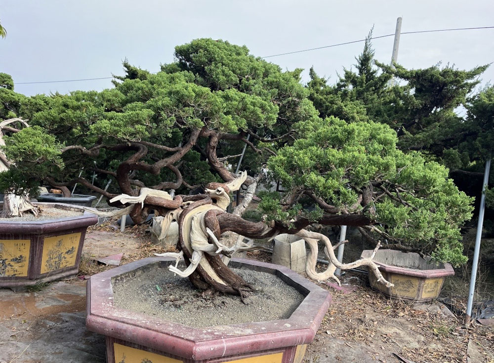 巨型真柏庭園盆栽售後代客維護