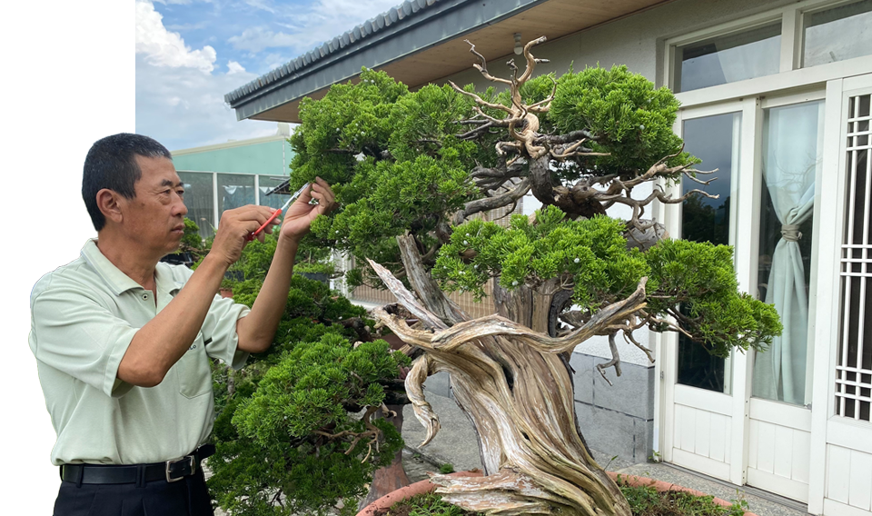 柏樂園真柏盆栽