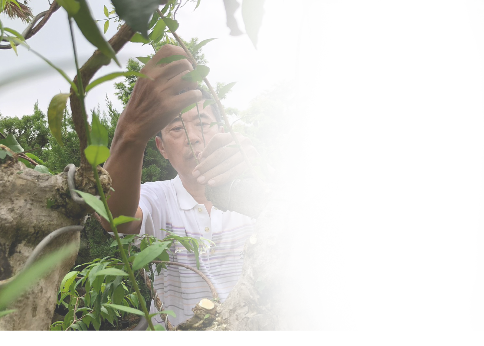 柏樂園真柏盆栽