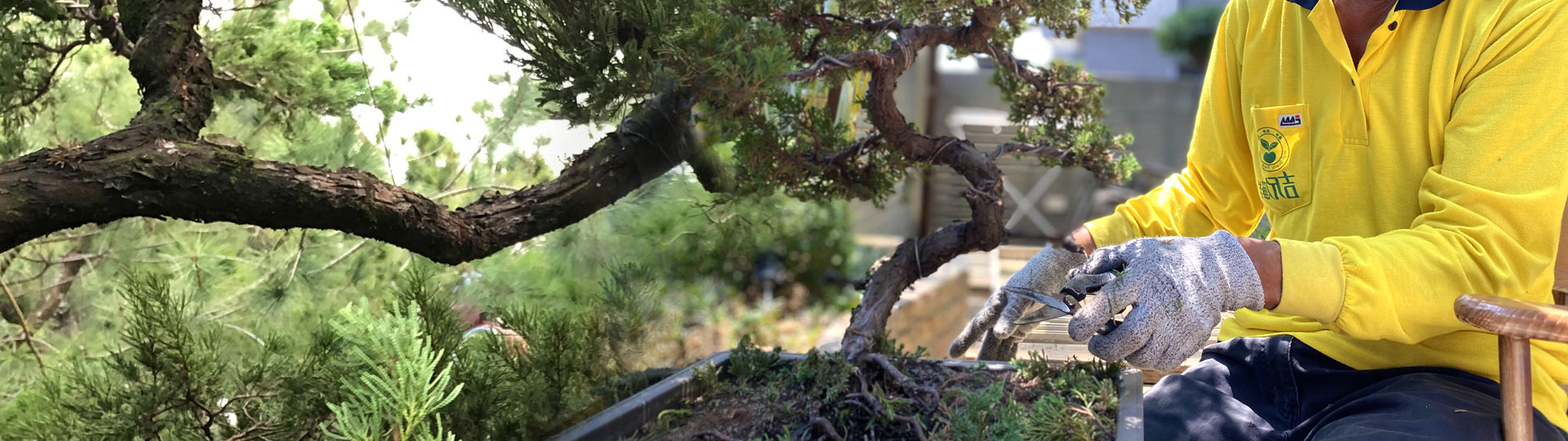 柏樂園真柏盆栽