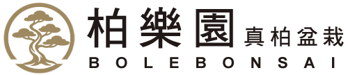 柏樂園真柏盆栽