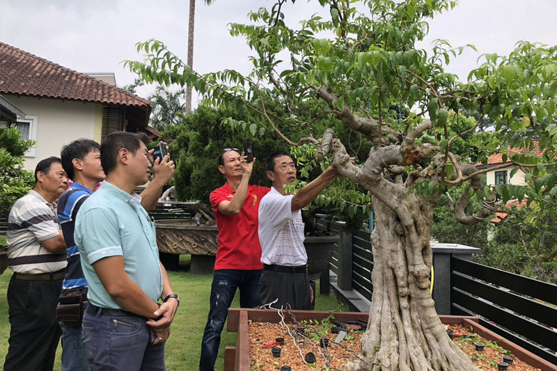 馬來西亞盆栽教學